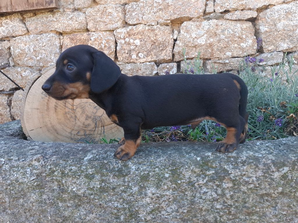 Rosemary Marvin - Chiots disponibles - Teckel poil ras
